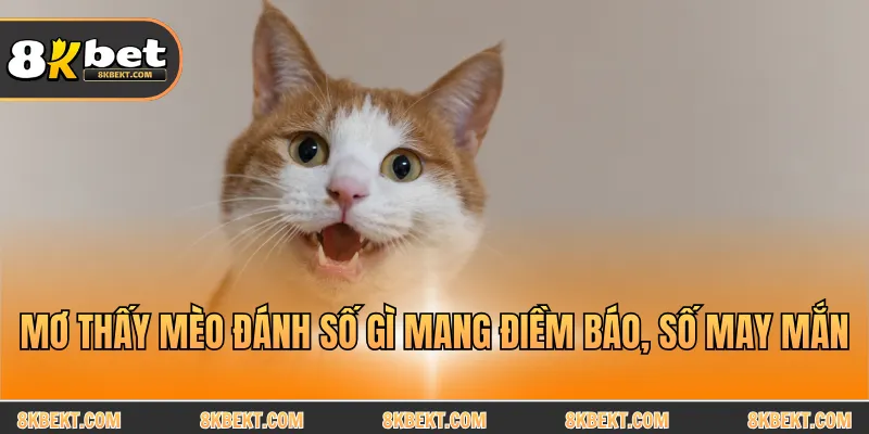  Mơ thấy mèo đánh số gì mang điềm báo, số may mắn